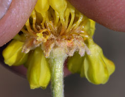 Image of Eriogonum umbellatum var. smallianum (A. Heller) S. Stokes