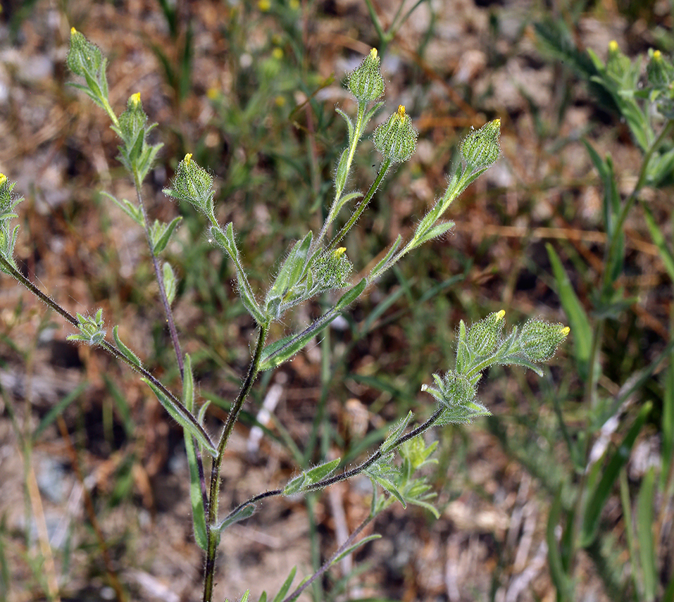 Image of grassy tarweed