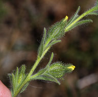 Слика од Madia gracilis (Sm.) Keck & J. Clausen ex Applegate