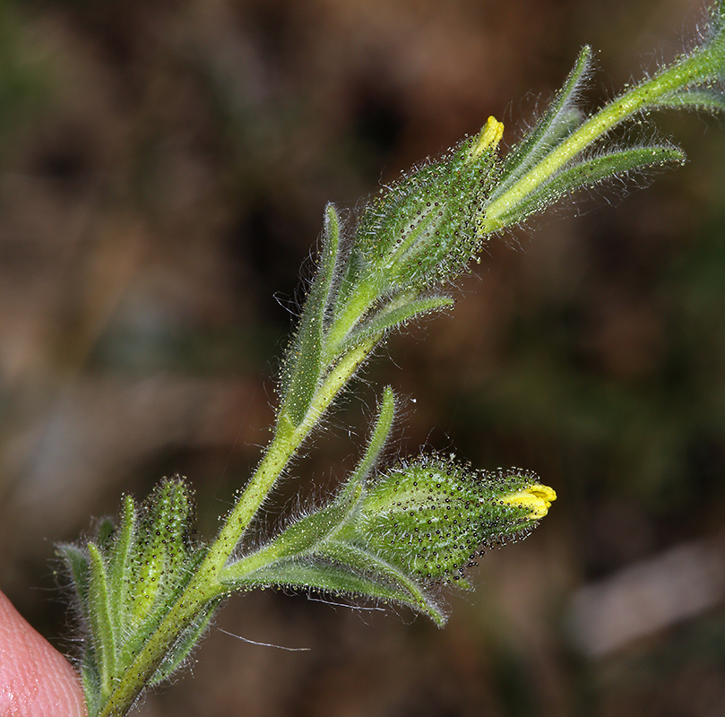 Image of grassy tarweed