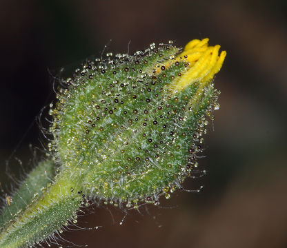 Image of grassy tarweed