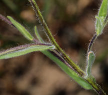 Image of grassy tarweed