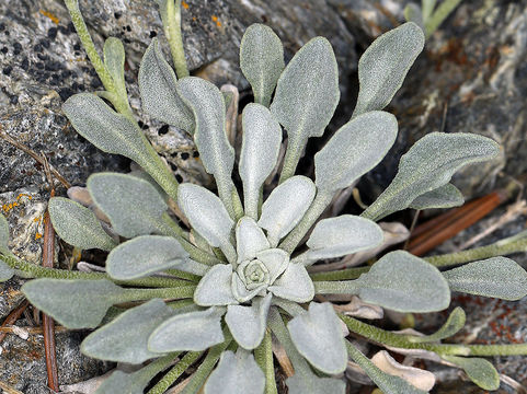 Image of <i>Physaria <i>occidentalis</i></i> ssp. occidentalis