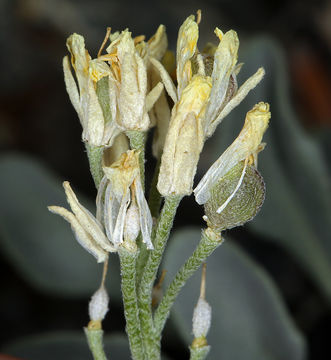 Image of <i>Physaria <i>occidentalis</i></i> ssp. occidentalis