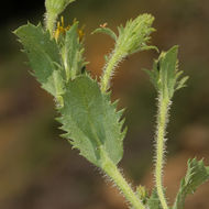 Imagem de Hazardia whitneyi var. discoidea (J. T. Howell) W. D. Clark