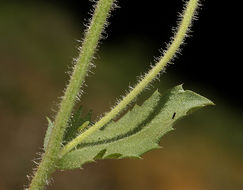 Image of Whitney's bristleweed