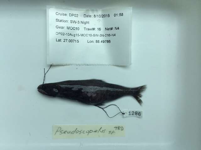Image of Pseudoscopelus