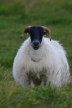 Image of Ovis aries Linnaeus 1758