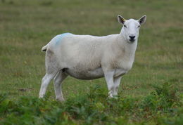 Image of Domestic Sheep