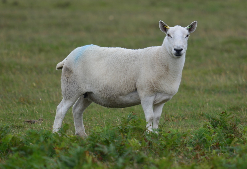 Image of Domestic Sheep