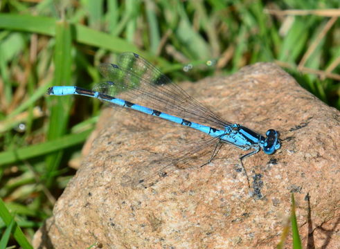 Image of Common Blue Damselfly