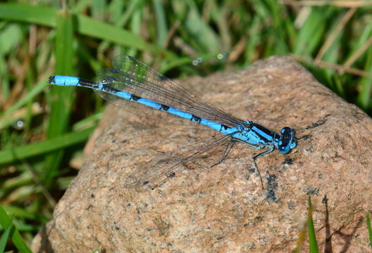 Image of Common Blue Damselfly