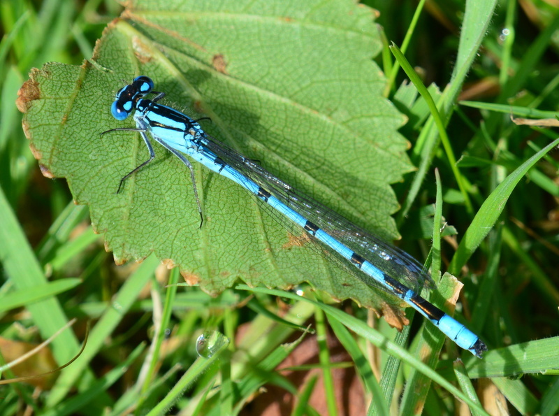 Image of Common Blue Damselfly