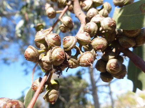 Image of river redgum