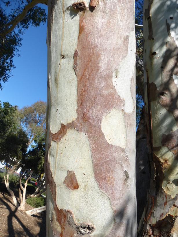 Imagem de Eucalyptus camaldulensis Dehnh.