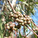 Image of river redgum