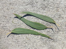 Imagem de Eucalyptus camaldulensis Dehnh.