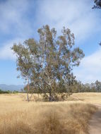 Imagem de Eucalyptus camaldulensis Dehnh.