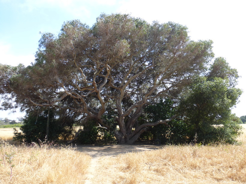 Imagem de Eucalyptus camaldulensis Dehnh.