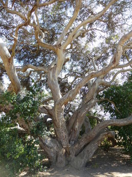 Image of river redgum