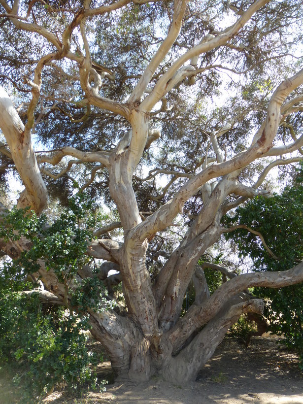 Imagem de Eucalyptus camaldulensis Dehnh.