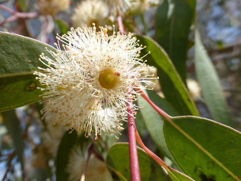 Imagem de Eucalyptus camaldulensis Dehnh.