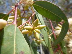 Imagem de Eucalyptus camaldulensis Dehnh.