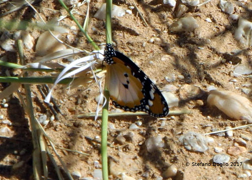 Danaus (Anosia) chrysippus subsp. alcippus Cramer 1777的圖片