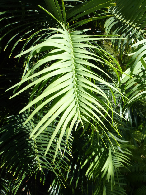 Image of Wollemi Pine