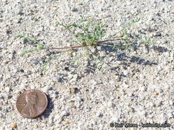 Imagem de Astragalus didymocarpus var. dispermus (A. Gray) Jeps.