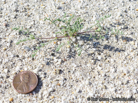 Sivun Astragalus didymocarpus var. dispermus (A. Gray) Jeps. kuva