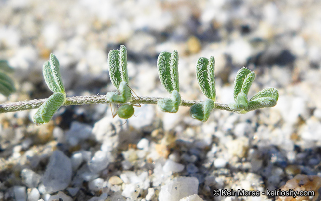 Imagem de Astragalus didymocarpus var. dispermus (A. Gray) Jeps.