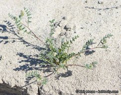 Imagem de Astragalus didymocarpus var. dispermus (A. Gray) Jeps.