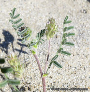 Imagem de Astragalus didymocarpus var. dispermus (A. Gray) Jeps.