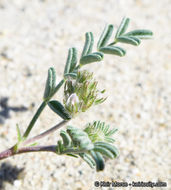 Imagem de Astragalus didymocarpus var. dispermus (A. Gray) Jeps.