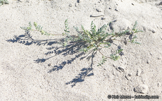 Imagem de Astragalus didymocarpus var. dispermus (A. Gray) Jeps.