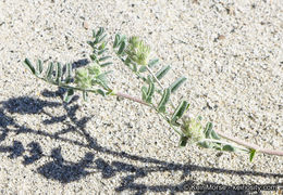 Imagem de Astragalus didymocarpus var. dispermus (A. Gray) Jeps.