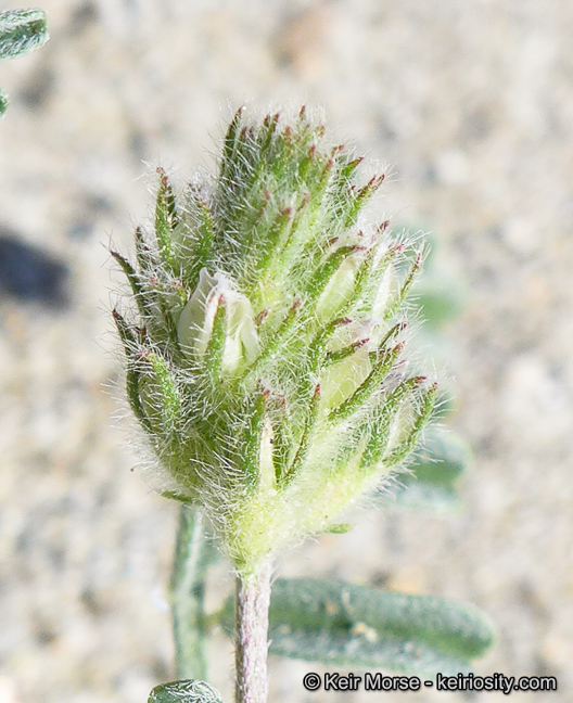 Imagem de Astragalus didymocarpus var. dispermus (A. Gray) Jeps.