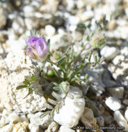 Imagem de Astragalus didymocarpus var. dispermus (A. Gray) Jeps.