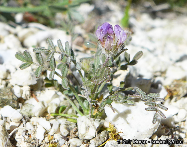 Imagem de Astragalus didymocarpus var. dispermus (A. Gray) Jeps.