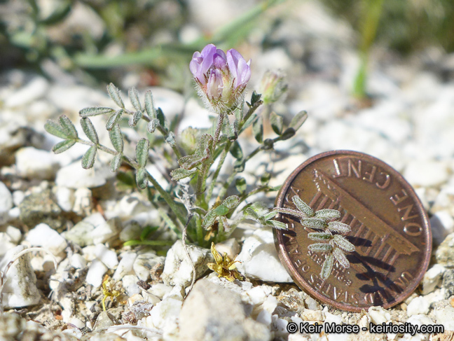 Imagem de Astragalus didymocarpus var. dispermus (A. Gray) Jeps.