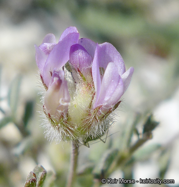 Imagem de Astragalus didymocarpus var. dispermus (A. Gray) Jeps.