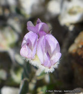 Imagem de Astragalus didymocarpus var. dispermus (A. Gray) Jeps.