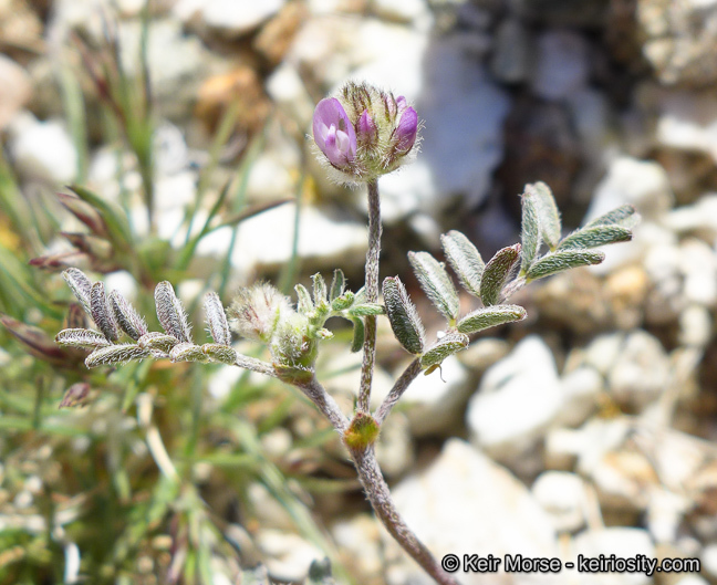 Imagem de Astragalus didymocarpus var. dispermus (A. Gray) Jeps.