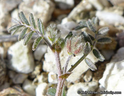 Imagem de Astragalus didymocarpus var. dispermus (A. Gray) Jeps.
