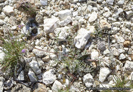 Imagem de Astragalus didymocarpus var. dispermus (A. Gray) Jeps.