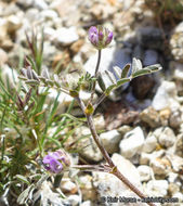 Imagem de Astragalus didymocarpus var. dispermus (A. Gray) Jeps.