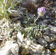 Imagem de Astragalus didymocarpus var. dispermus (A. Gray) Jeps.