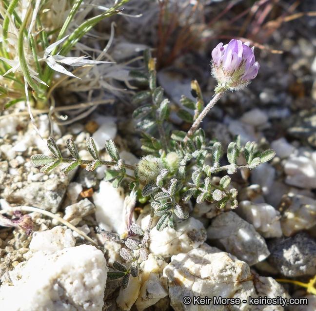 Imagem de Astragalus didymocarpus var. dispermus (A. Gray) Jeps.