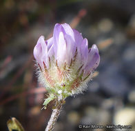 Imagem de Astragalus didymocarpus var. dispermus (A. Gray) Jeps.